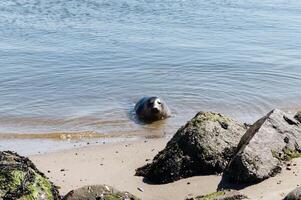 wild Phoca vitulina seal at the beach of denmark photo