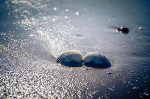 a double shell on the beach photo