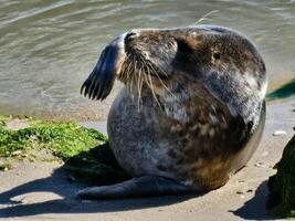 waving seal at the beach of blavand photo