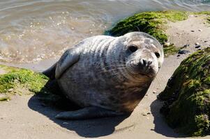 Sea hound at the beach of juetland photo