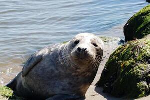 Phoca vitulina Grey seal in Denmark photo