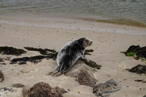 grey seal lies to dry on the beach of Blavand photo