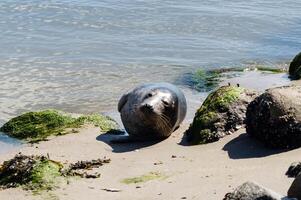 Grey seal Phoca vitulina at the beach of Denmark photo