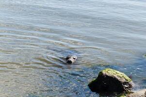 head of a seal in the northern sea next to blavand photo