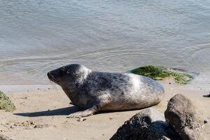 Grey seal at the beach of juetland photo