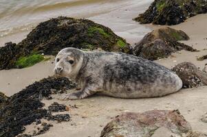 grey seal on a sandbank photo
