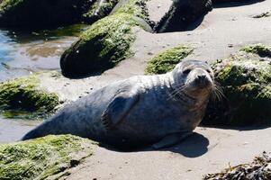 grey seal lies to dry on the beach of denmark photo