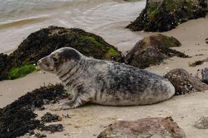 seal lies to dry on the beach of denmark photo