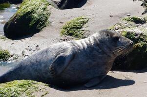 Seal Phoca vitulina at the beach of denmark photo