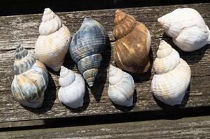 8 Snail shells on the beach photo