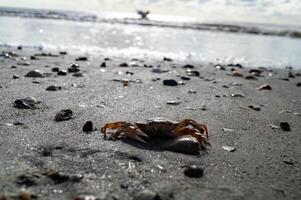 a crab on the beach photo
