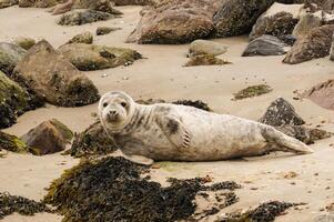Seal at the beach of Juetland photo