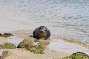 Phoca vitulina Grey seal in Juetland photo