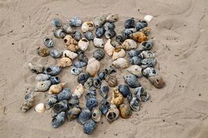 many Snail shells on the beach photo