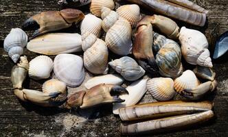 some shells on the beach photo