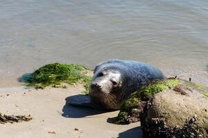 wild seal at the beach of the north sea photo