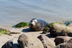 Grey seal at the beach of blavand photo