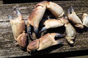 some crab claws on the beach photo
