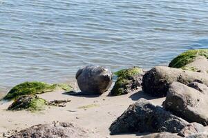 wild seal at the beach of the baltic sea photo