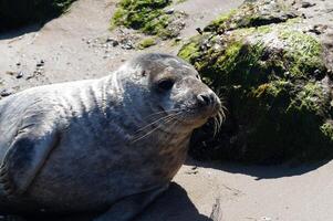 wild seal at the beach photo