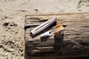 3 Shells of marine animals on the beach of Blavand photo