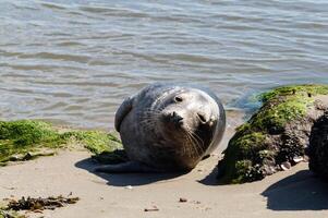 Grey seal Phoca vitulina at the beach of blavand photo