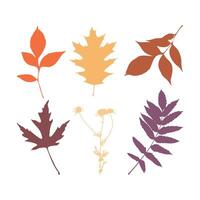 Set of silhouettes of colorful autumn leaves on white background. vector