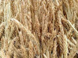 Wheat Croped and organized in a way to be threashed photo