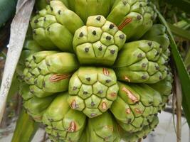 Tropical Pandanus Tectorius Fruit Macro photo