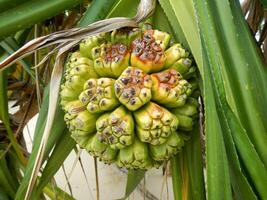 Close-Up of Hala Fruit Growing on Tree photo