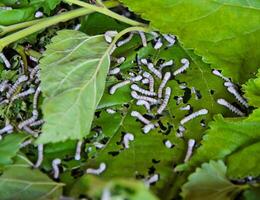 Silkworms feed in mulberry leaves photo