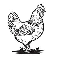 Detailed black and white of an Ameraucana chicken standing on grass, showcasing feathers, comb, and tail. Perfect for farm designs and rustic prints. vector