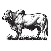 Detailed black and white of a Brahman bull standing on grass, showcasing muscular build, loose skin, and a distinctive hump, ideal for prints. Cow, Animals. vector
