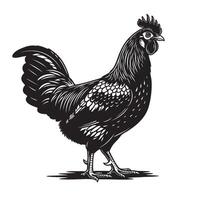Striking black and white of an Ayam Cemani chicken in side view, highlighting its unique dark plumage and elegant stance. Ideal for farm-themed designs. vector