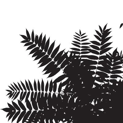 Black Silhouette of Fern Leaves Isolated on White Background