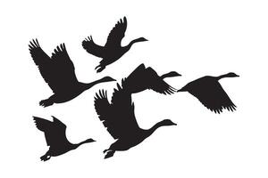 Silhouette Flock of Wild Geese Flying in Formation Isolated on White Background vector