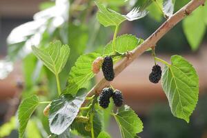 Mulberry ripe black berries on a tree branch photo
