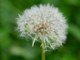 Blowball dandelion close up macro photo. High quality background wallpaper with copy space photo