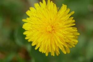 Dandelion yellow flower close up macro photo. High quality background wallpaper with copy space photo