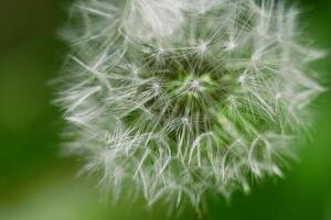 Blowball dandelion closeup macro photo. High quality background wallpaper with copy space photo