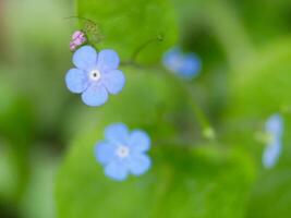 The Myosotis forget-me-not flower macro close up. The symbol of loyalty and love. High quality background wallpaper photo with copy space