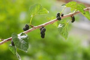 Mulberry ripe black berries growing on a tree branch photo