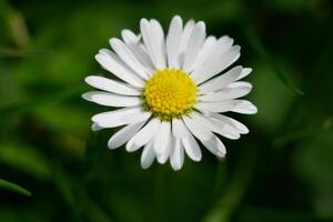 Bellis perennis annua wild Daisy flower close up macro. High quality background wallpaper with copy space photo