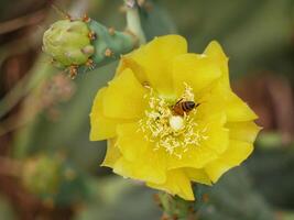 Blooming cactus opuntia prickly pear with a bee collecting nectar inside a flower photo