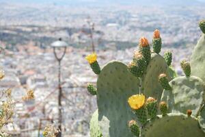 Blooming cactus opuntia prickly pear against the backdrop of the panorama of the city of Athens photo