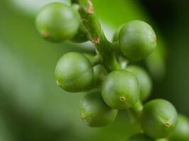Green berries on a branch close up. Macro background banner wallpaper high quality photo