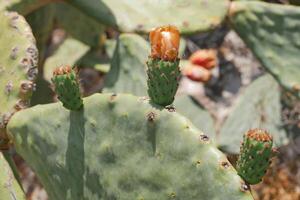 Buds of cactus opuntia prickly pear close up photo