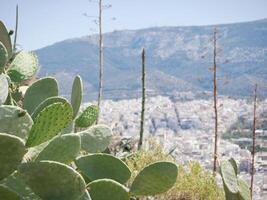 Cactus opuntia prickly pear against the backdrop of the panorama of the city of Athens photo