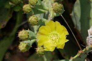 Blooming cactus opuntia prickly pear photo