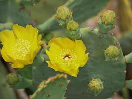 Blooming cactus opuntia prickly pear with a bee collecting nectar on a yellow flower photo